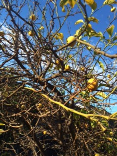 Dying lemon tree