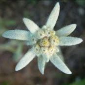 Foto von Floare de colt