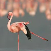 Funga Safari's photo
