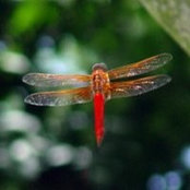 Lisa Bonner's photo