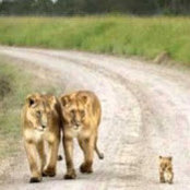 Zia Ebrahimzadeh's photo