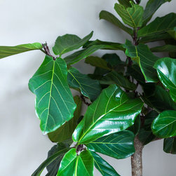 Interiors - Planter