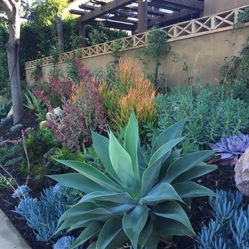 Succulent Hillside