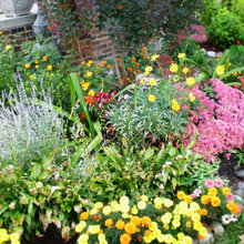 Small Urbain Flower Gardens