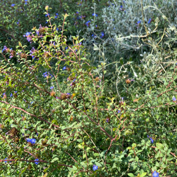 giardino contemporaneo a basso impatto ambientale