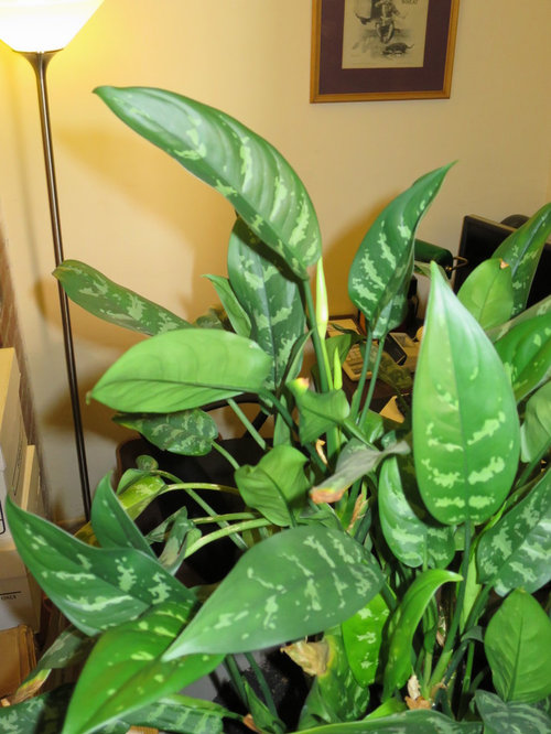 Chinese Evergreen Issues | Houzz Forum