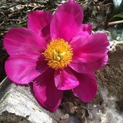 Rosalina Caiazza's photo