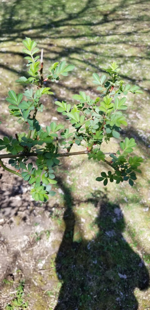 Invasive rose, ID?