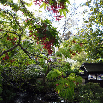 Blossoms, Tea House & Pond