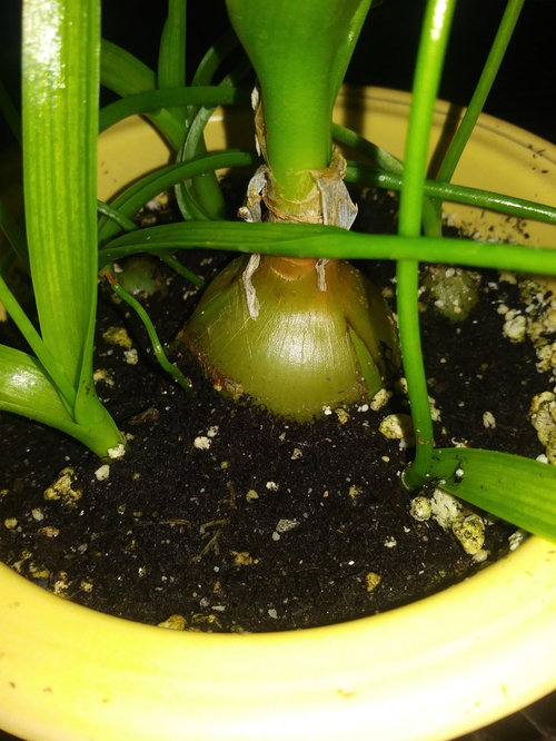 Ornamental "onion" houseplant?