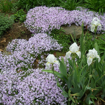 Perennials