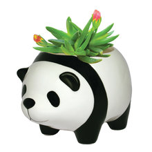 plants