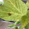 coleus unhappy brown spot
