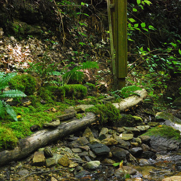Streams and Waterfalls -- Moss -- An Essential Element