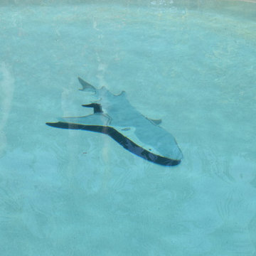 Reef shark in South Florida