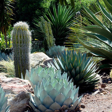 Succulents