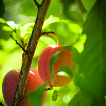 Harvest