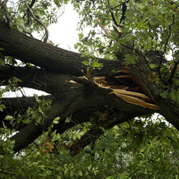Removing A Tree From Commercial Property