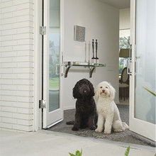 Dogs