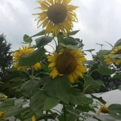 Missy Connell's photo