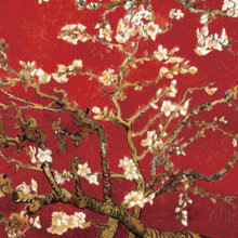 almond blossom 36 x 24