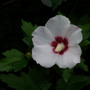 Swamp Rose Mallow (Hibiscus moscheutos)