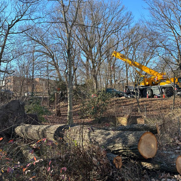 Tree service in Manassas VA
