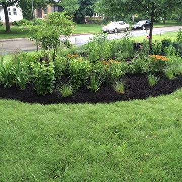 Buffalo Grass Lawn Alternative