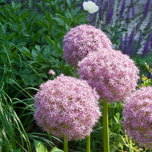 gelynas