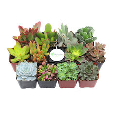 2" Unique Succulent Variety Collections, 12 Pack
