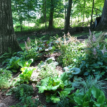 Deer resistant woodland garden