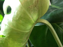 Pest on my Monstera? | Houzz Forum