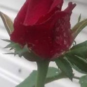 Andrea Green's photo