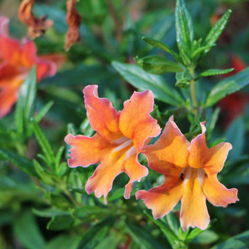 Orinda 4