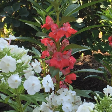 Garden phlox and balsam
