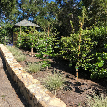 Newly Planted Hedgerow of Ceanothus and Texas Redbud Trees at Entry