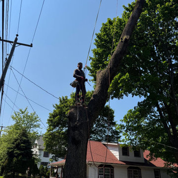 Professional Tree Trimming and Safe Branch Reduction