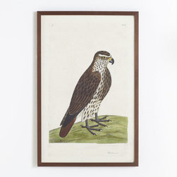 Albin Bird Engraving - Lanneret - Artwork