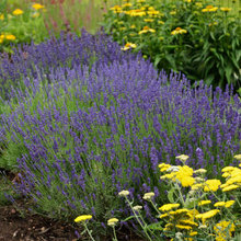 Nancy's Garden