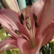 Melissa Foster-Mercerさんの写真