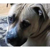 Betsy Cheever's photo