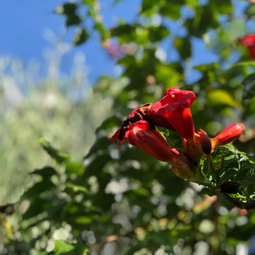 Aménagement paysager d'un jardin à St Maur des Fossés...