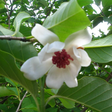 Jenni's Gardens