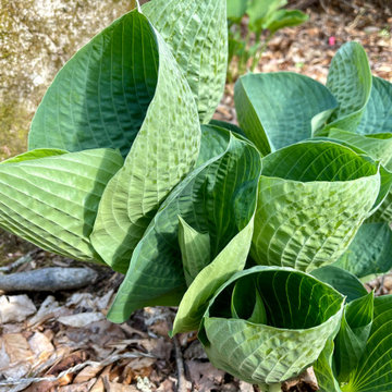 Abiqua Drinking Gourd Hosta