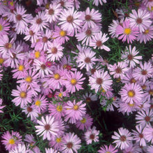 L&G-Compact Plants