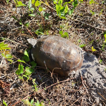 Gopher Tortoise Relocation