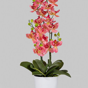 Serene Spaces Living Pink Orchid in White Ceramic Pot