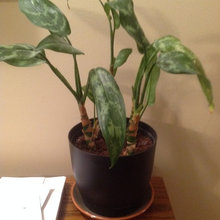 Plants
