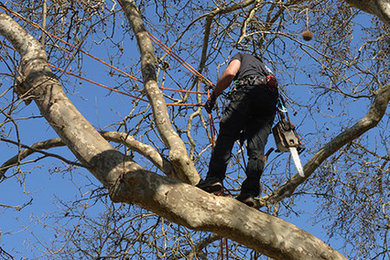 Tree Service