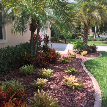 Bromeliads garden